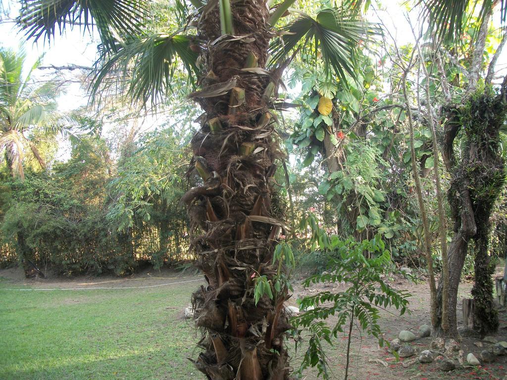 Ypê Amarelo Itatiaia (Rio de Janeiro)